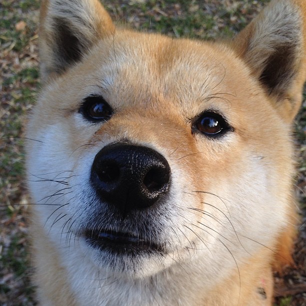 “超强篮下防守：联盟中最具压迫感的防线”，篮下如何对抗