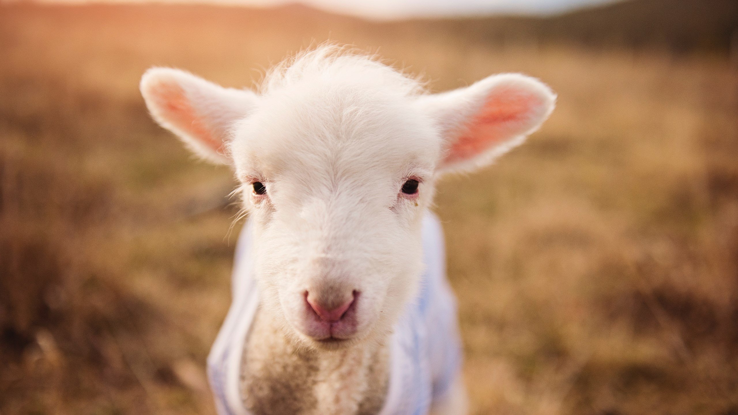 AYX官网-_家庭趣味体育节：欢乐运动，温馨时光_，家庭体育活动