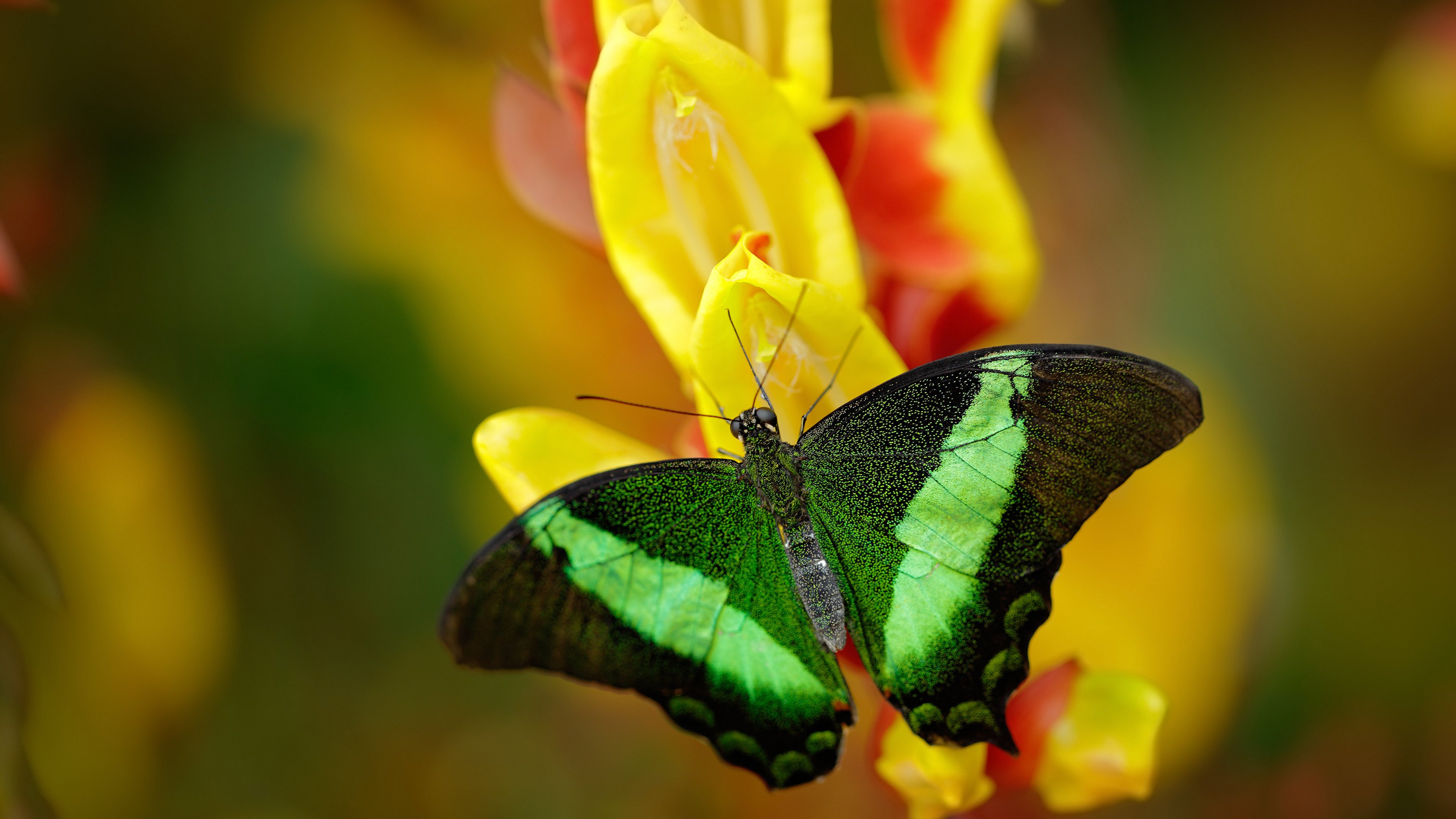 _网球联盟推新赛制，激发赛事观赏性和竞争性_，网球职业联盟