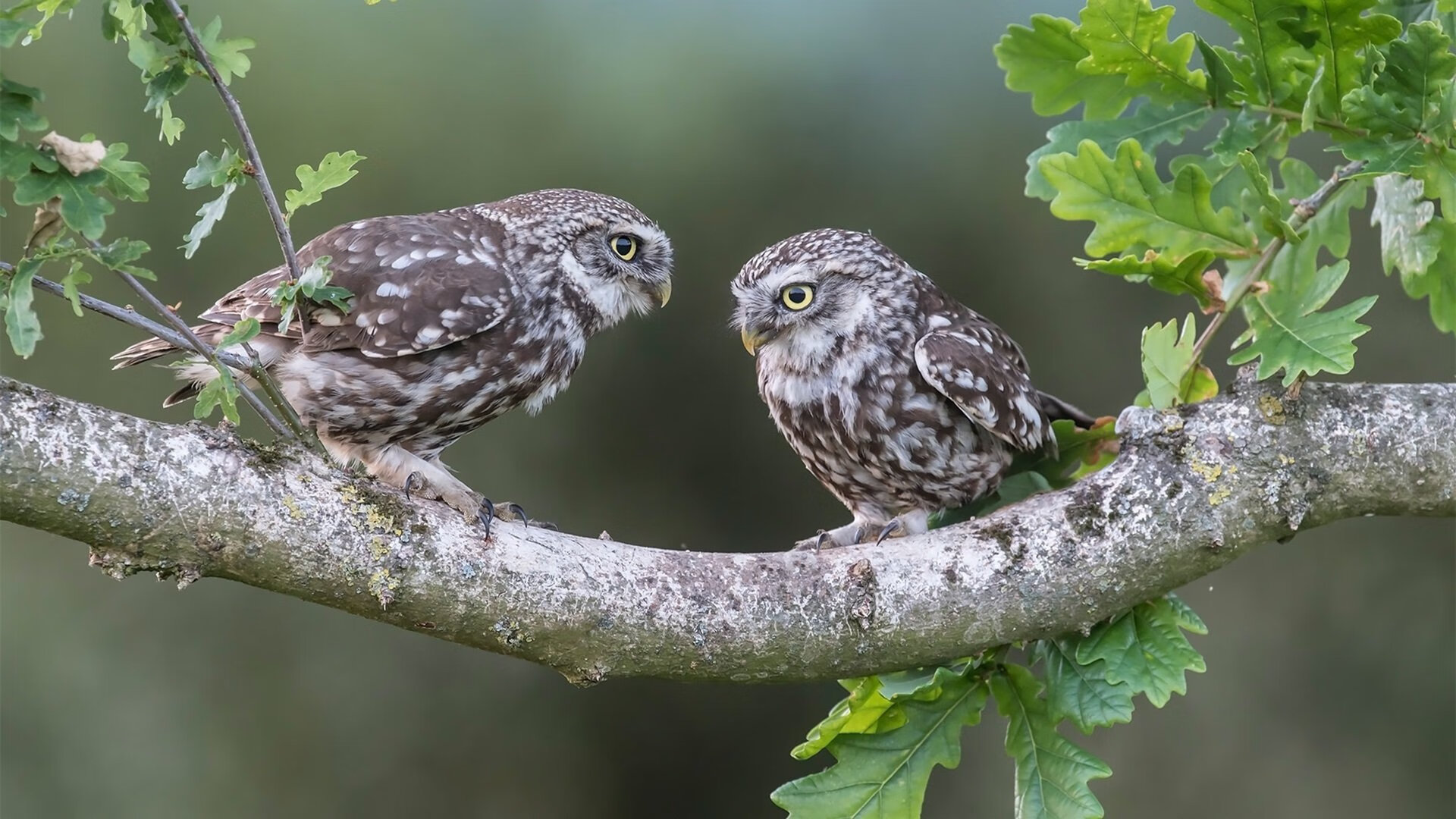 “法甲战役进入高潮,豪门逐鹿中原”,法甲激烈
