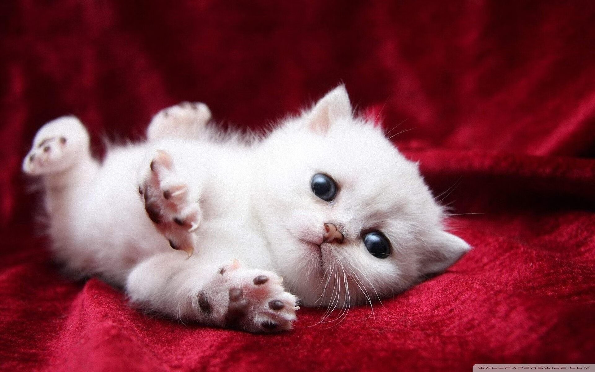 《Faker：十年电竞生涯的低谷与高峰》，faker在电竞圈什么地位