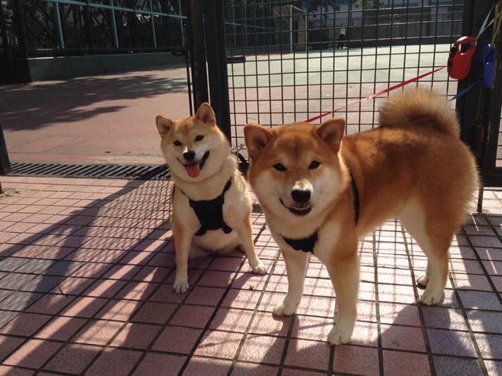 世界高山滑雪锦标赛中国选手顺利完赛,2021高山滑雪世锦赛视频